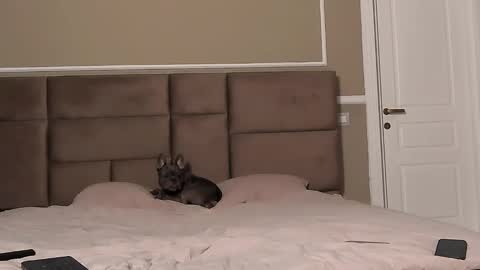 AstrideVonTeese online show from February 10, 5:09 pm