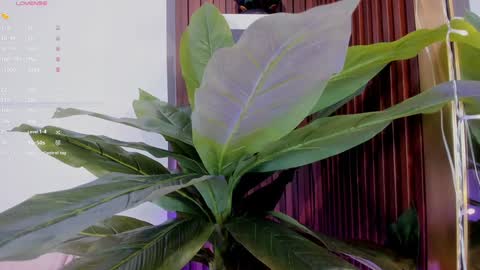 Ana online show from January 20, 11:35 am