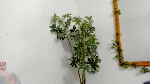   online show from December 17, 12:16 am