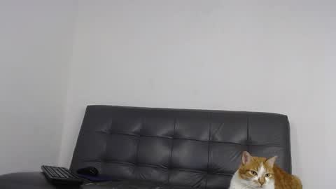 Deysha online show from February 23, 6:46 am