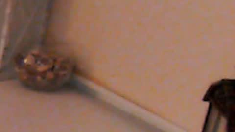 Snapshot of heaven_chloe chatting on February 4, 5:23 pm Heaven girl online show from February 4, 5:23 pm