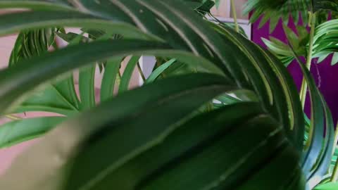 Carrie online show from February 23, 5:12 pm