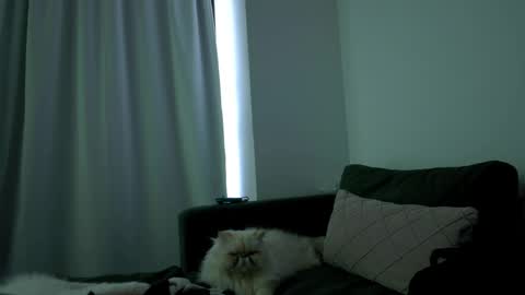 Juanitafoxx online show from April 6, 8:32 pm