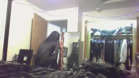 Liv Mirage online show from December 16, 10:59 pm