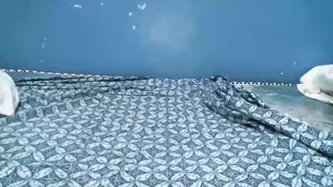 Caddy online show from September 22, 7:18 am