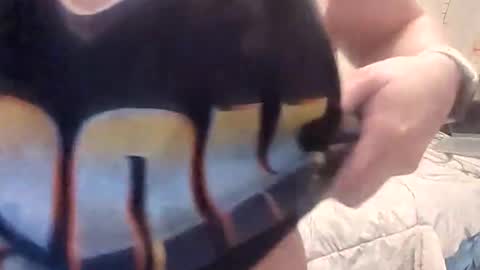 Shortstack online show from February 20, 3:24 pm