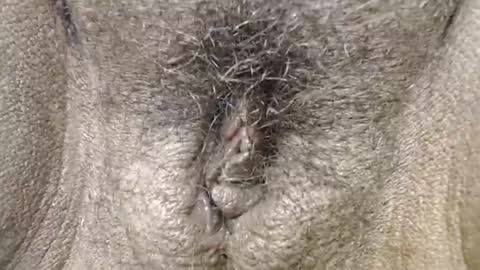 nastyshanky online show from February 25, 10:36 am