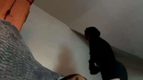 nirvana___1986 online show from February 26, 11:31 am