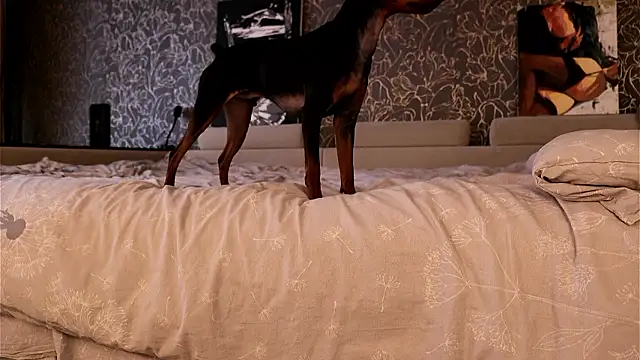 Chill out with Salvia online show from December 2, 9:54 am