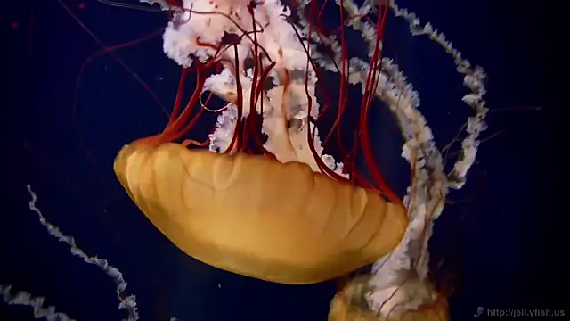 streamy test11 online show from March 27, 8:37 am