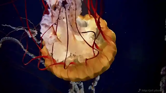 streamy test11 online show from February 26, 3:11 pm