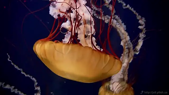 streamy test11 online show from March 16, 3:38 pm