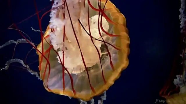 streamy test11 online show from December 2, 12:51 pm