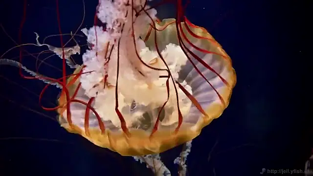 streamy test11 online show from March 9, 3:26 pm