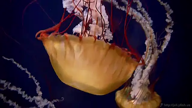 streamy test11 online show from September 23, 2:04 pm