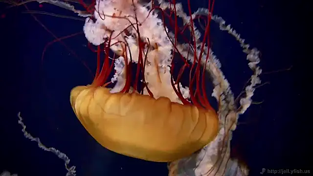 streamy test12 online show from February 27, 11:54 am