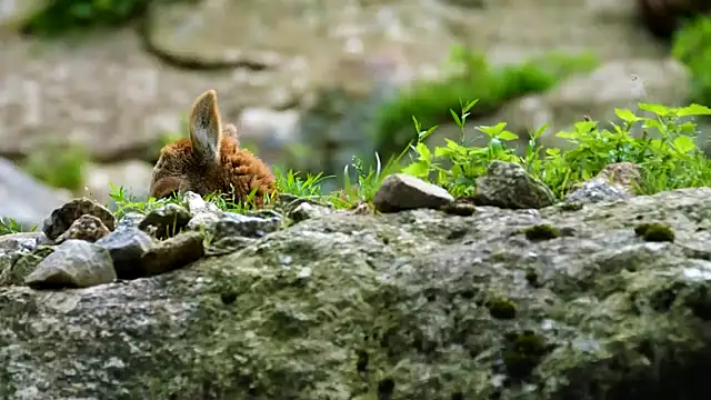 streamy test15 online show from September 16, 2:36 pm