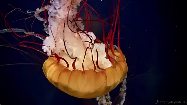 streamy test15 online show from October 15, 3:25 pm