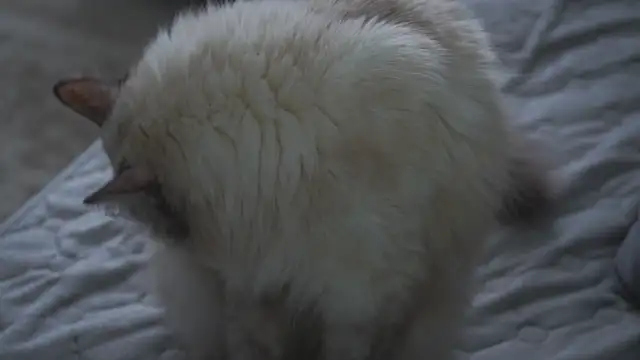 Victoria1Love online show from December 22, 10:07 am