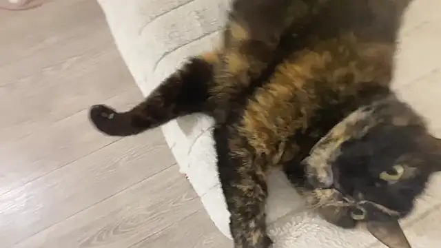 MuseMelody online show from July 2, 5:52 pm