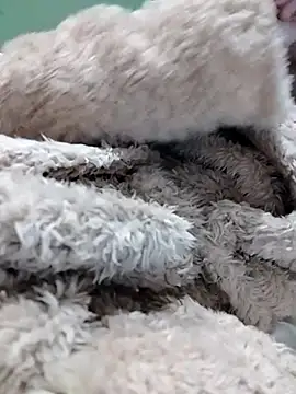 fofinhaa12 online show from February 6, 12:47 am