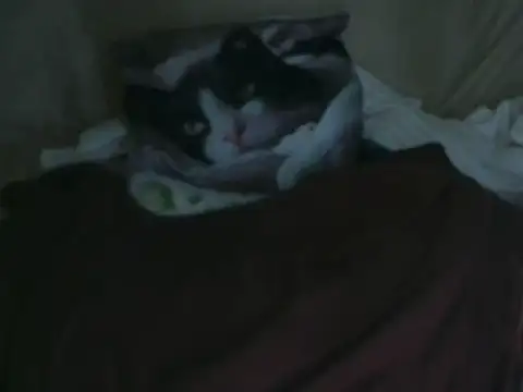 VeneRed online show from October 2, 7:52 pm