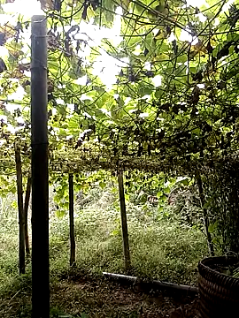 ngan-cute online show from November 7, 8:42 am