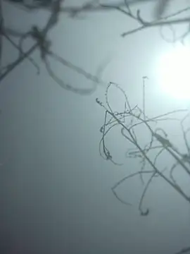 momo loves online show from January 9, 7:46 am